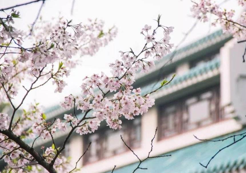 EVA厂家怪谈|被天气搞晕的武大樱花 EVA厂家怪谈|被天气搞晕的武大樱花